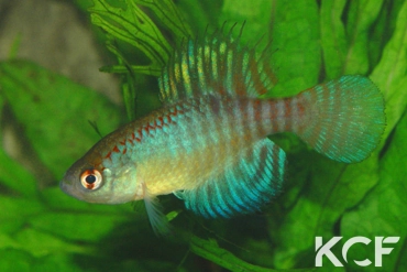 Hypsolebias flammeus  male adulte 