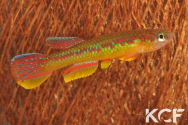 Aphyosemion wachtersi Zanaga-Mikougi FCCO 13-01 male adulte 