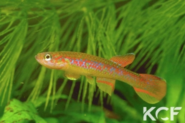 Aphyosemion wachtersi RPC 78-30 male adulte 