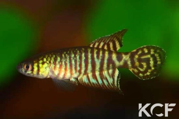 Xenurolebias pataxo  male adulte 