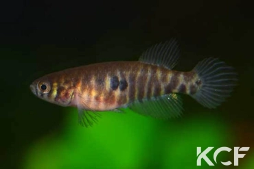 Xenurolebias pataxo  femelle adulte 