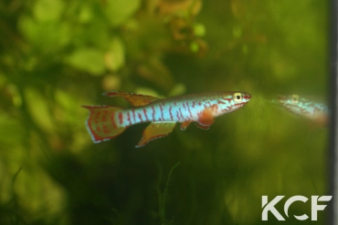 Aphyosemion dargei Ndjoré Mfele JVC 17-20 male adulte 