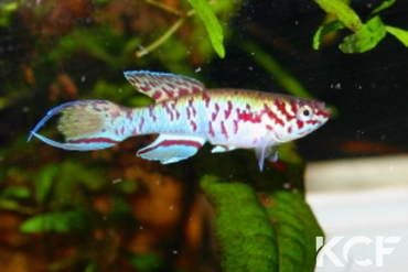 Fundulopanchax filamentosus Ikeja male adulte 