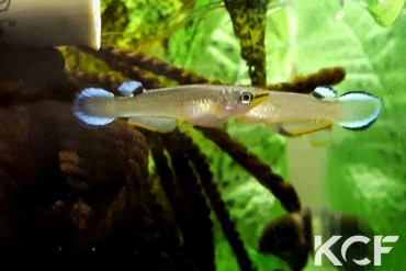 Aplocheilus panchax panchax Phru Nai THM 2014 male adulte 