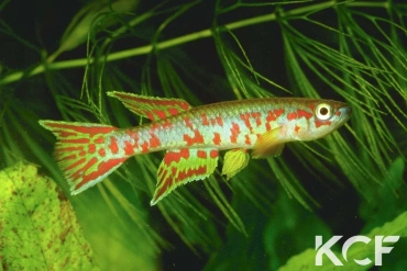 Aphyosemion zygaima  male adulte 