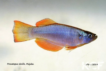 Procatopus similis Muyuka ABDK 10-416 male adulte 