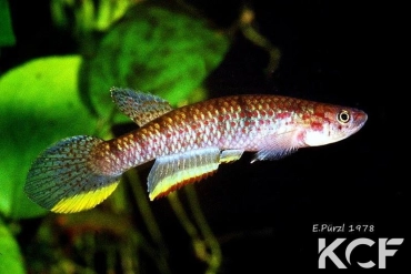 Nimbapanchax petersi Banco Park male adulte 