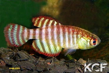 Hypsolebias fasciatus  male adulte 