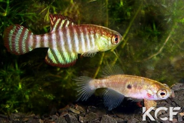 Hypsolebias fasciatus  couple adulte 