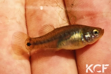 Aphanius farsicus Barm-e-Shur Spring - Lake Maharlu femelle adulte 