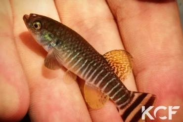 Aphaniops hormuzensis IR-Govdar River near Kahorestan 2013 male adulte 