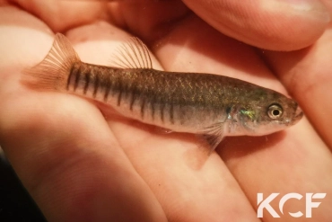 Aphaniops hormuzensis IR-Govdar River near Kahorestan 2013 femelle adulte 