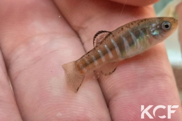 Esmaeilius isfahanensis Ezhyeh-Zayandeh Rud IR-R 2008 male adulte 