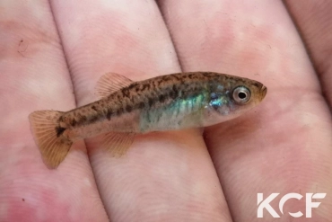 Esmaeilius isfahanensis Ezhyeh-Zayandeh Rud IR-R 2008 femelle adulte 