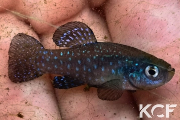 Paraphanius similis Zengen - TR male adulte 