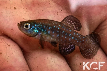 Paraphanius similis Zengen - TR male adulte 