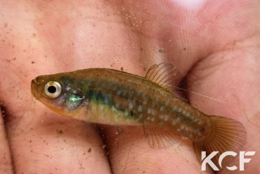 Paraphanius similis Zengen - TR femelle adulte 