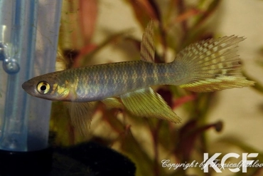 Aphyolebias peruensis  male adulte 