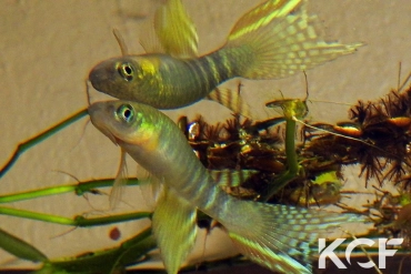 Aphyolebias peruensis  male adulte 