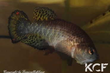 Austrofundulus leohoignei