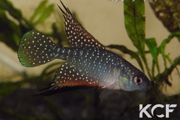 Hypsolebias faouri Prazeres male adulte 