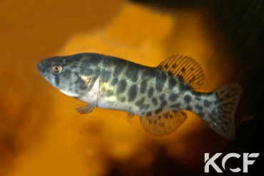 Austrolebias elongatus  femelle sub adulte 