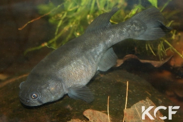 Austrolebias elongatus  femelle adulte 