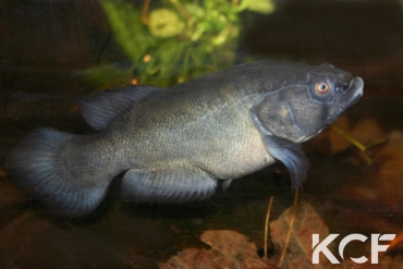 Austrolebias elongatus  male adulte 