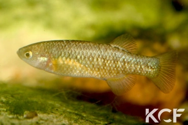 Crenichthys baileyi baileyi  femelle adulte 