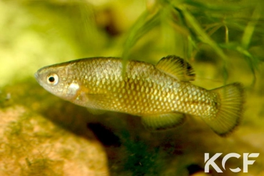 Crenichthys baileyi baileyi  male adulte 