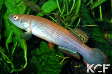 Neofundulus paraguayensis