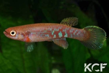 Laimosemion cladophorus  male adulte 