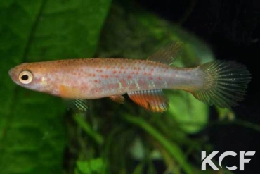 Laimosemion cladophorus  femelle adulte 