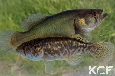 Austrolebias elongatus  couple adulte 