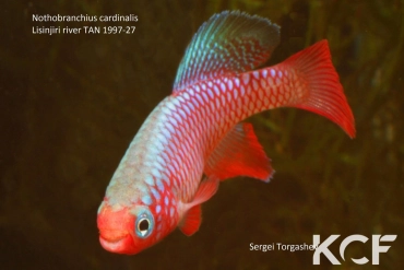 Nothobranchius cardinalis Lisinjiri River TAN 97-27 male adulte 