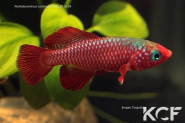 Nothobranchius cardinalis TNKS 13-24 male adulte 