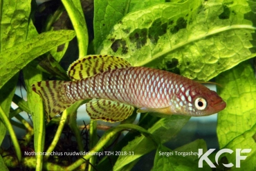 Nothobranchius ruudwildekampi Mbezi River TZH 18-11 male adulte 
