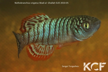 Nothobranchius virgatus Wadi al Gallah SD 10-05 male adulte 