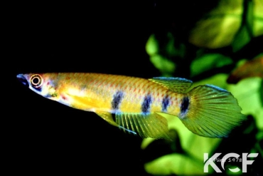 Epiplatys etzeli Bonoua male adulte 