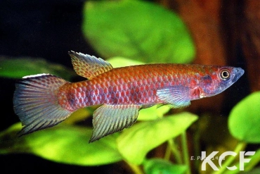 Epiplatys schreiberi Awaso male adulte 