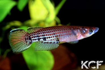 Epiplatys sheljuzhkoi Bonoua male adulte 