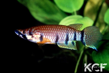 Epiplatys dageti Tabou male adulte 