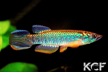 Epiplatys olbrechtsi olbrechtsi Grand Bereby male adulte 