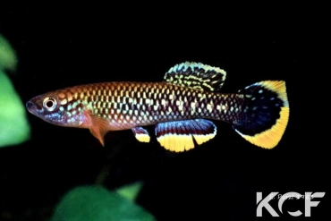 Fundulopanchax cinnamomeus Nguti CI 02 male adulte 