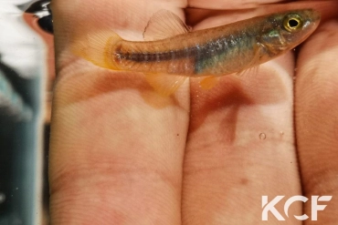 Aphanius fasciatus Kune-Vain Tale Lagoon ALVU 19-03 femelle adulte 