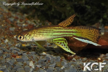 Renova oscari San José de Guaviare ICE 16-14 male adulte 