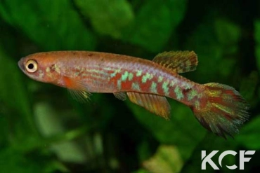 Laimosemion cladophorus Montagne des Singes male adulte 