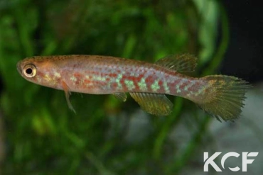 Laimosemion cladophorus Montagne des Singes femelle adulte 