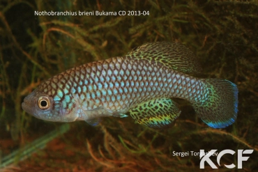 Nothobranchius brieni Bukama CD 13-04 male adulte 