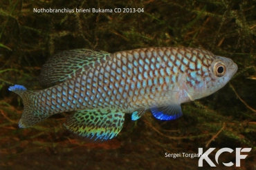 Nothobranchius brieni Bukama CD 13-04 male adulte 